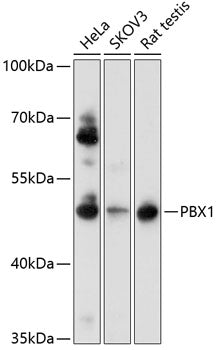 PBX1 Rabbit pAb