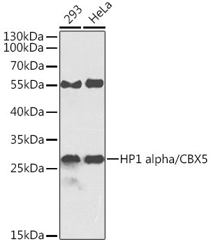 HP1 alpha/CBX5 Rabbit pAb