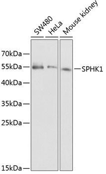 SPHK1 Rabbit pAb