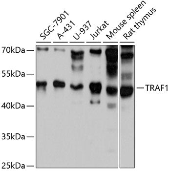 TRAF1 Rabbit pAb