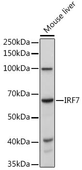 IRF7 Rabbit pAb