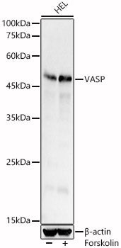 VASP Rabbit pAb