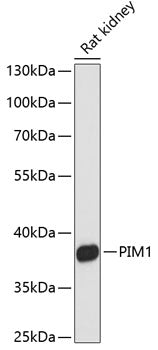 PIM1 Rabbit pAb
