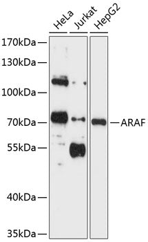 ARAF Rabbit pAb