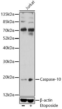 Caspase-10 Rabbit pAb