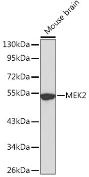 MEK2 Rabbit pAb