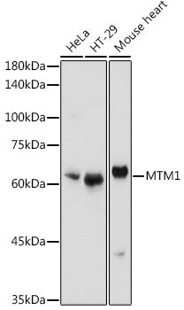 MTM1 Rabbit pAb