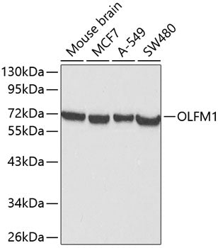 OLFM1 Rabbit pAb