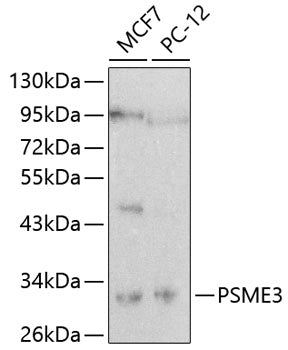 PSME3 Rabbit pAb