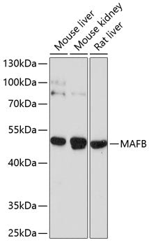 MAFB Rabbit pAb