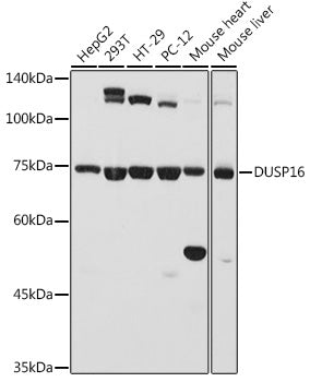 DUSP16 Rabbit pAb