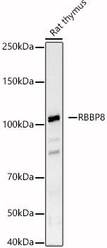 RBBP8 Rabbit pAb