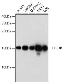 H3F3B Rabbit pAb