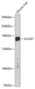 SLC4A7 Rabbit pAb