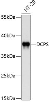 DCPS Rabbit pAb