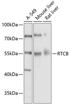 RTCB Rabbit pAb