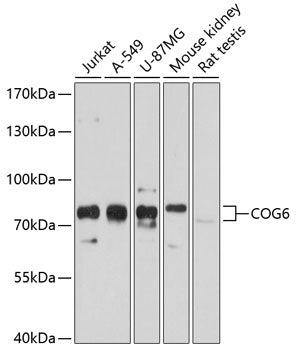 COG6 Rabbit pAb