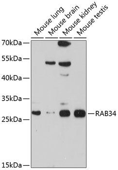 RAB34 Rabbit pAb