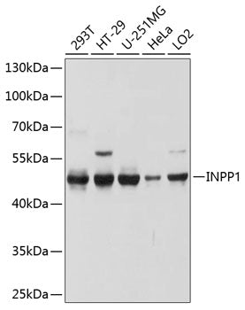 INPP1 Rabbit pAb