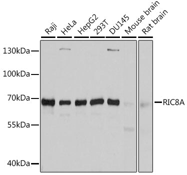 RIC8A Rabbit pAb