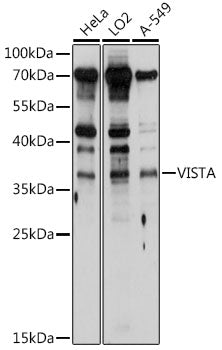 VISTA Rabbit pAb