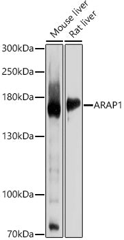 ARAP1 Rabbit pAb