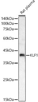 KLF1 Rabbit pAb