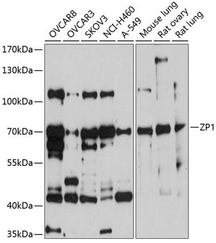 ZP1 Rabbit pAb