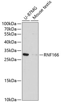 RNF166 Rabbit pAb