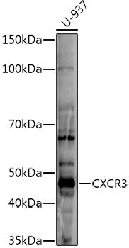 CXCR3 Rabbit pAb