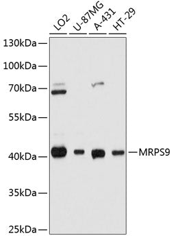 MRPS9 Rabbit pAb