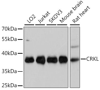 CRKL Rabbit pAb