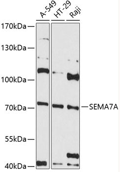 SEMA7A Rabbit pAb