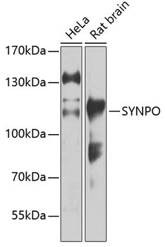 SYNPO Rabbit pAb