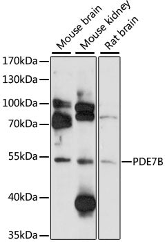 PDE7B Rabbit pAb