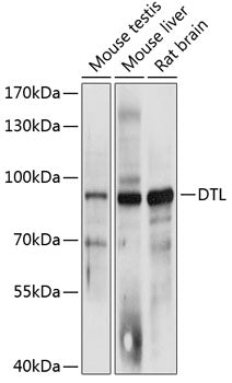 DTL Rabbit pAb