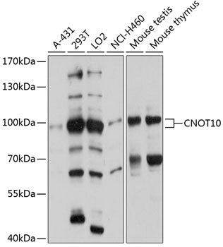 CNOT10 Rabbit pAb