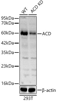 ACD Rabbit pAb