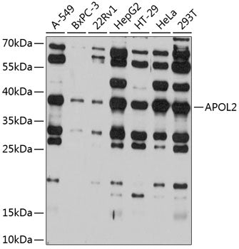 APOL2 Rabbit pAb