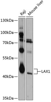 LAX1 Rabbit pAb