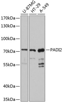 PADI2 Rabbit pAb