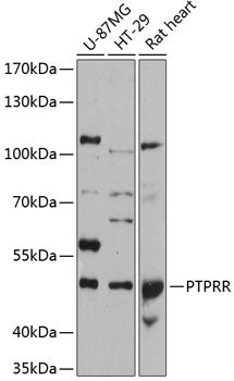 PTPRR Rabbit pAb