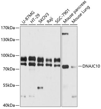 DNAJC10 Rabbit pAb