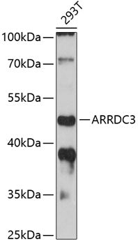ARRDC3 Rabbit pAb