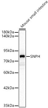 SNPH Rabbit pAb