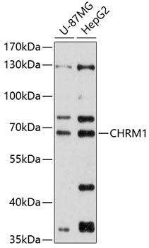 CHRM1 Rabbit pAb
