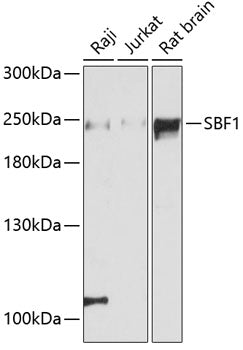 SBF1 Rabbit pAb