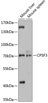 CPSF3 Rabbit pAb