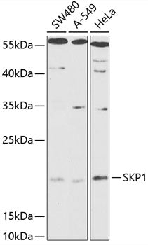 SKP1 Rabbit pAb