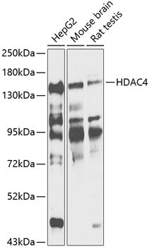 HDAC4 Rabbit pAb
